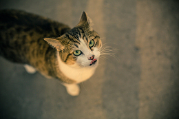 绿眼睛的宠物猫