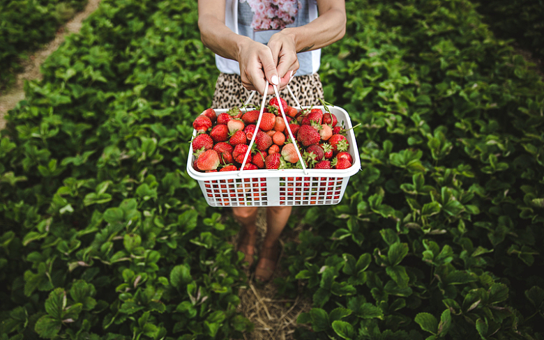 一个女人在田里拿着一篮草莓