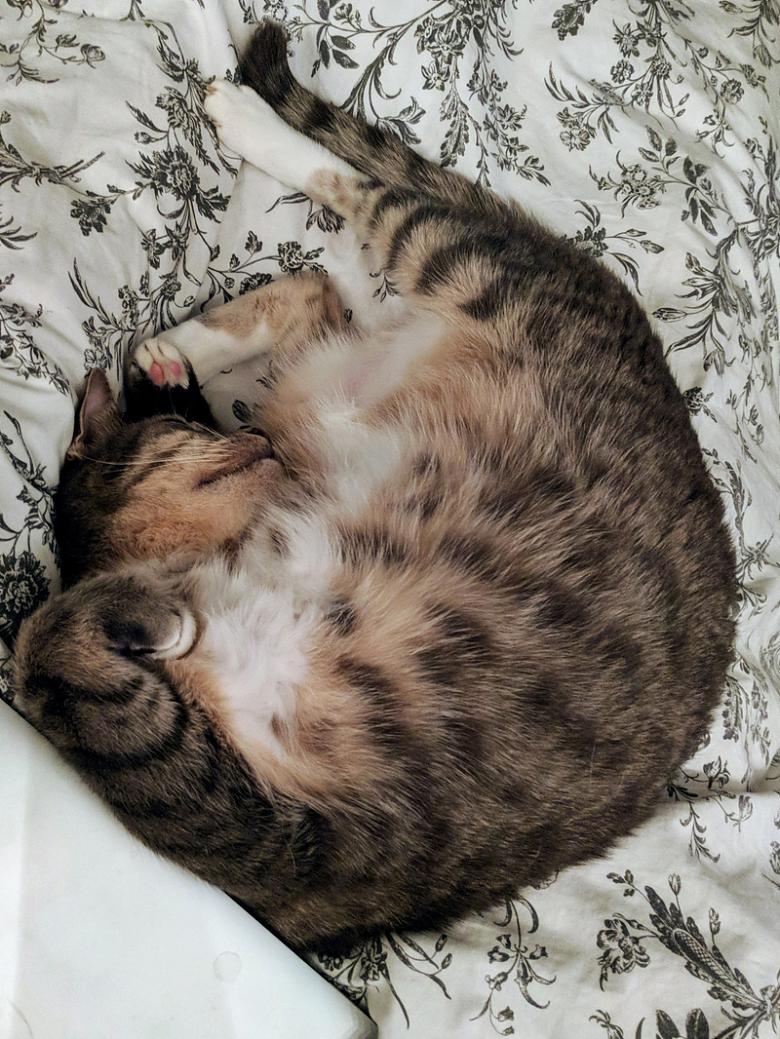 条纹猫趴着睡觉