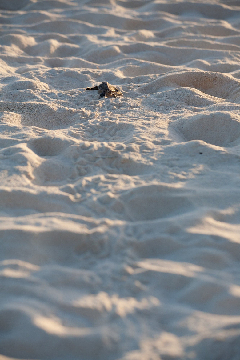 沙滩上的海龟宝宝逃跑