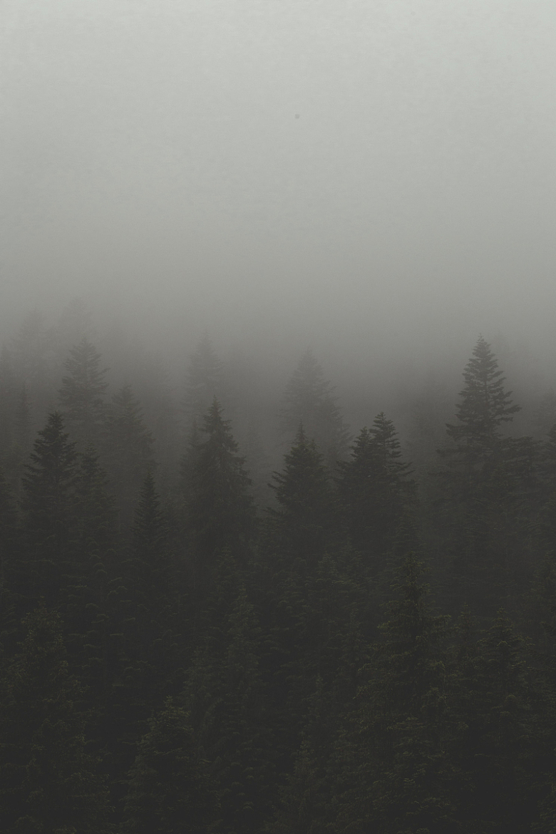 森林树木上的雾
