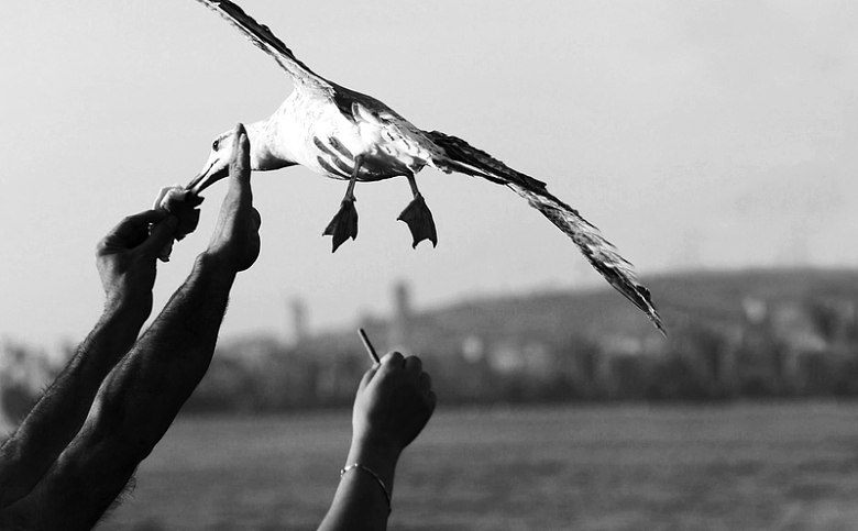 伸手去喂一只飞翔的海鸥