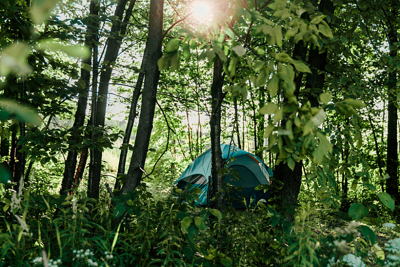 森林野外露营