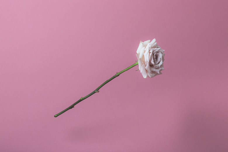 粉红色背景白玫瑰