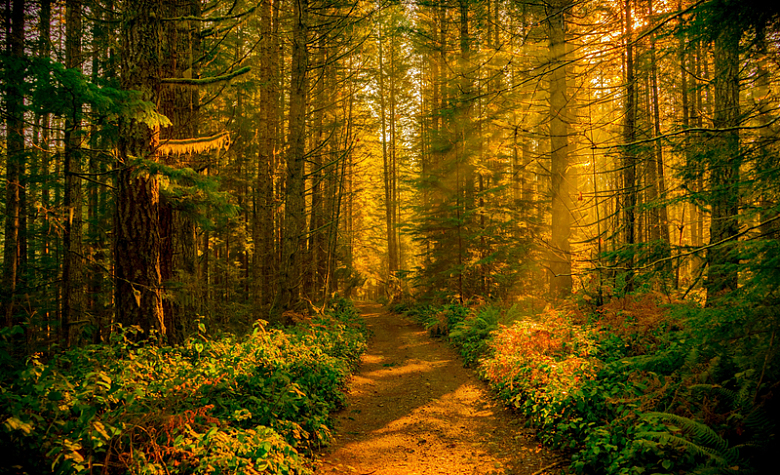 金色的阳光照在森林小路