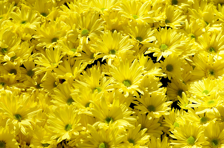 一片黄色菊花