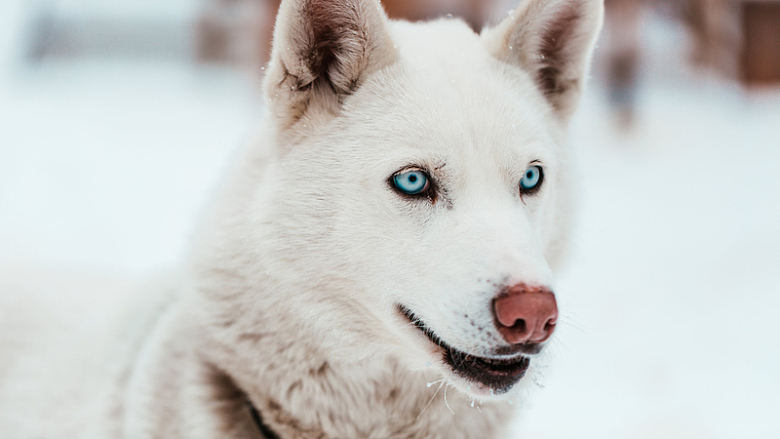 蓝眼睛的白色雪橇犬