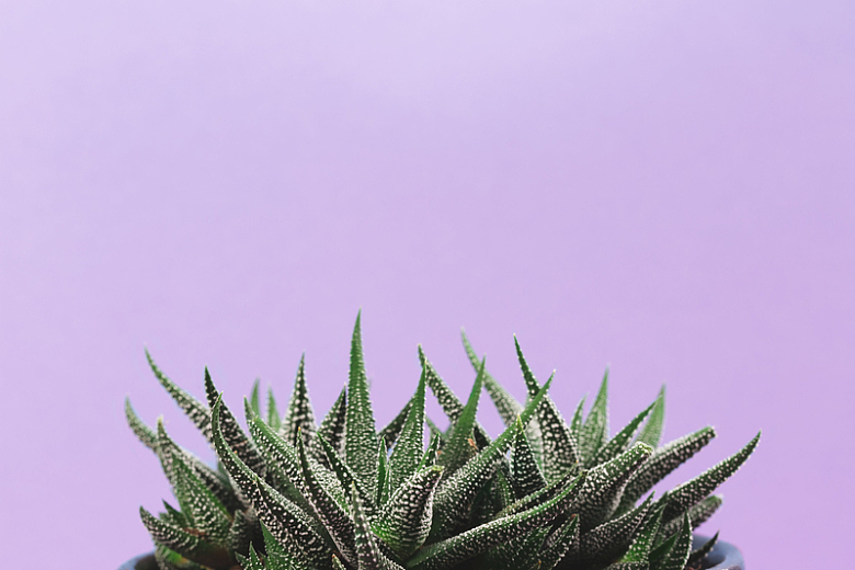 淡紫色背景上的多肉植物