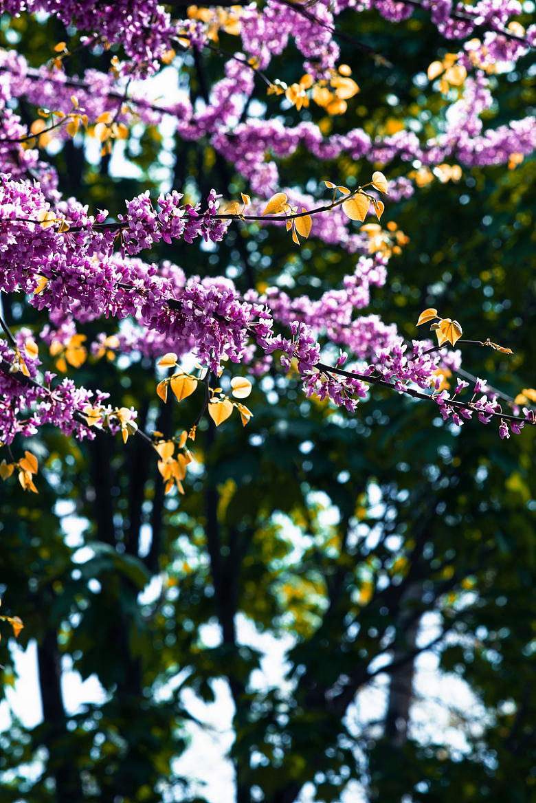 公园里盛开的紫色小花