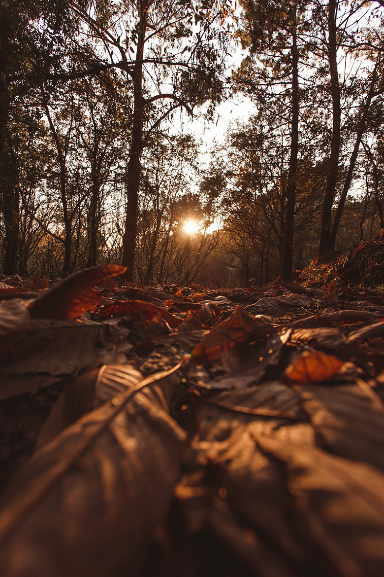 秋日阳光透过树