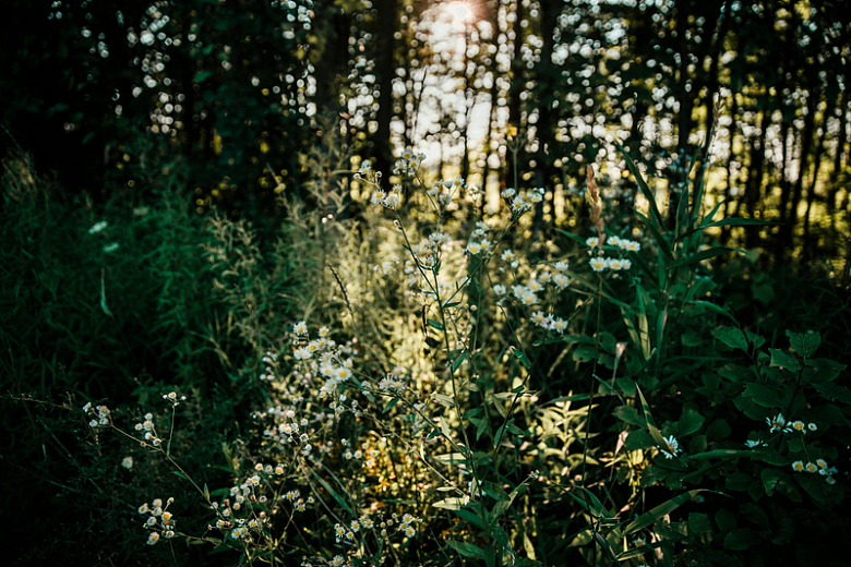 阳光下的森林野花