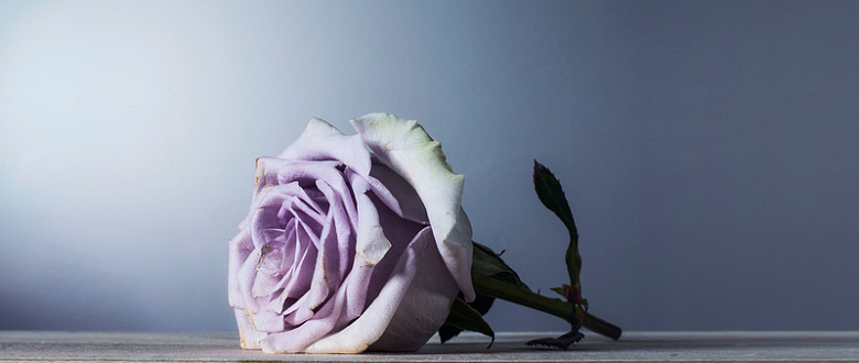 一束淡紫色的玫瑰