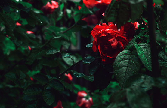 雨后的红玫瑰花园