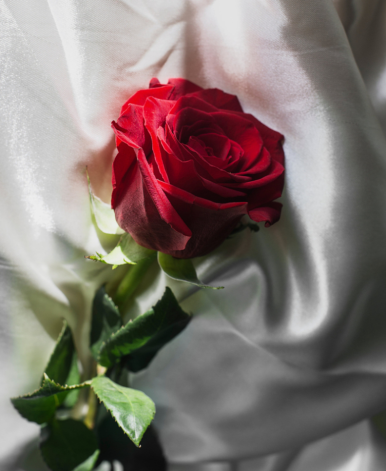 布料上一朵红玫瑰花朵