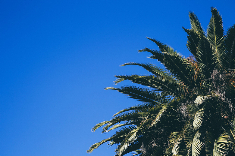 蓝天下棕榈树