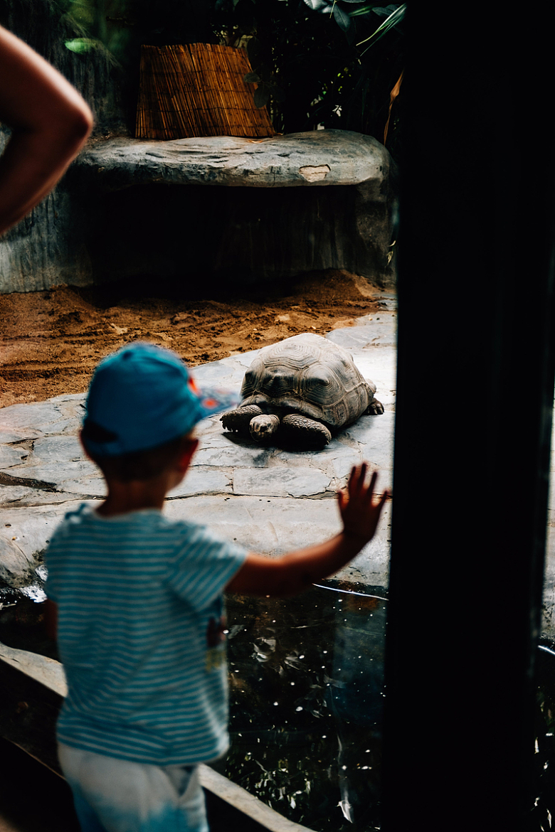 小朋友在动物园玻璃前向乌龟挥手