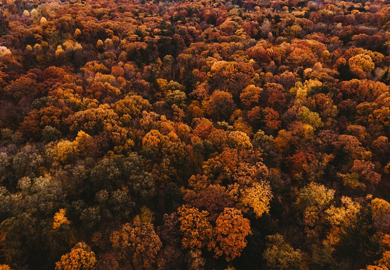 秋天的树木森林