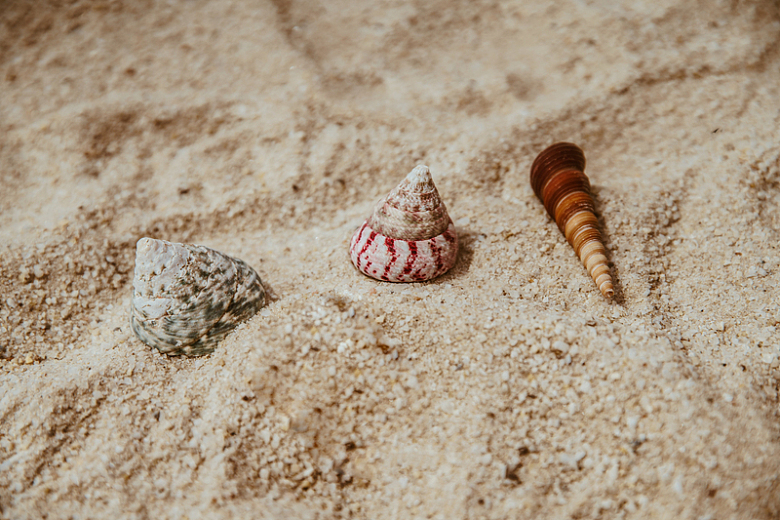 海边沙滩中的的贝壳