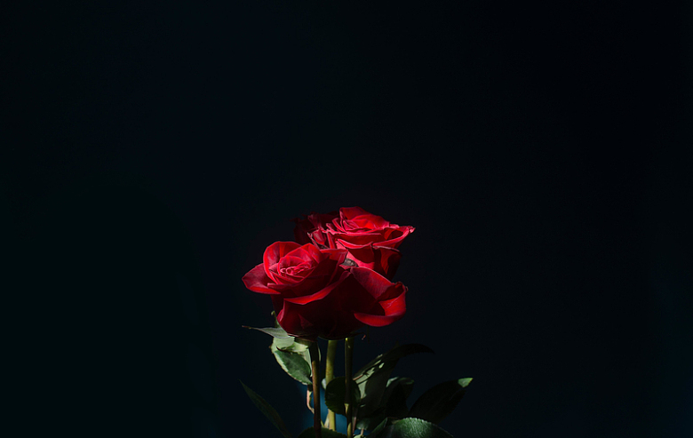 阳光下的三朵红玫瑰