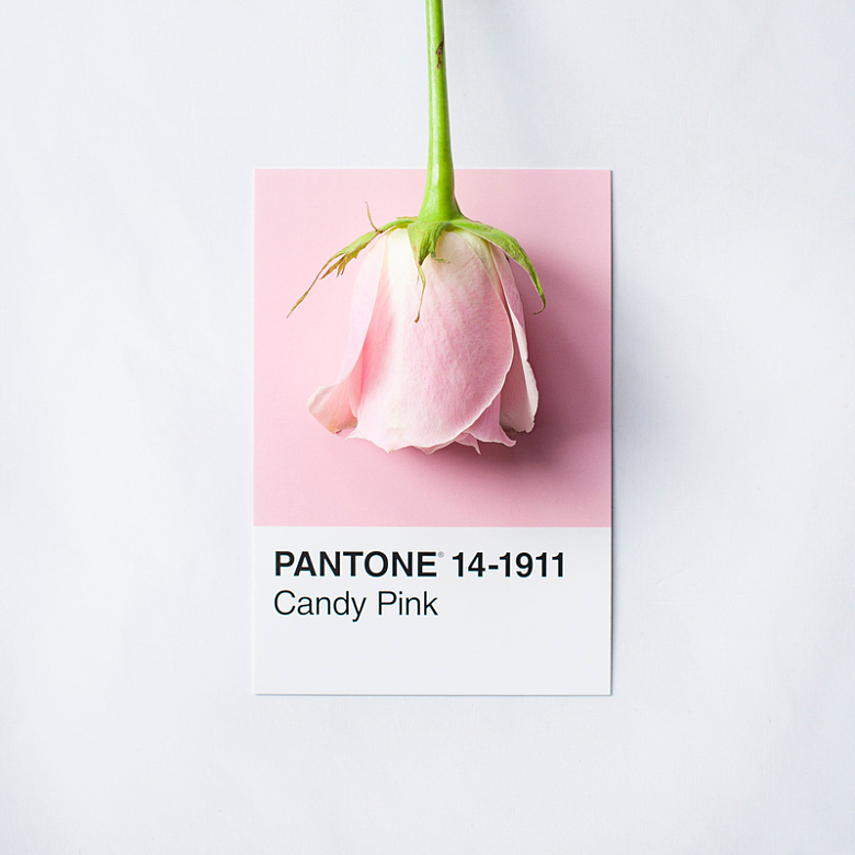粉红色的玫瑰与糖果粉色的卡片