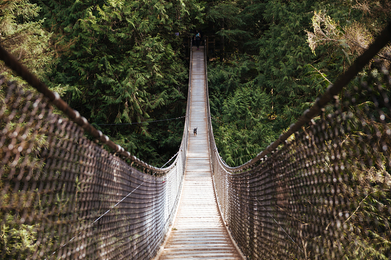 通向森林深处的吊桥