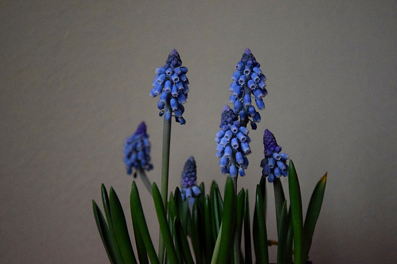 蓝色钟形花鲜花