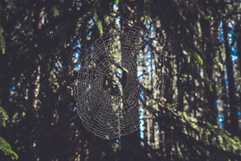 森林里的蜘蛛网