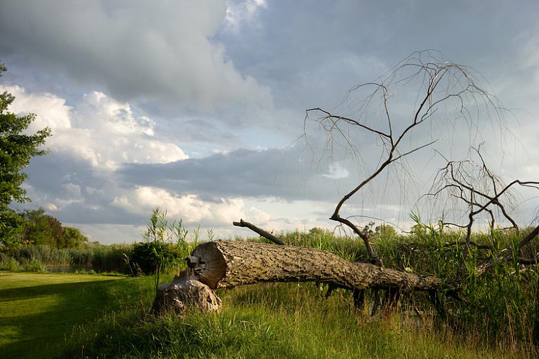 一棵倒下的树躺在多云的天空下