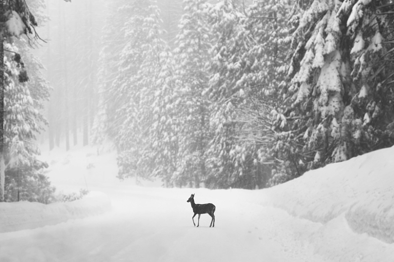 雪地路上的单身鹿