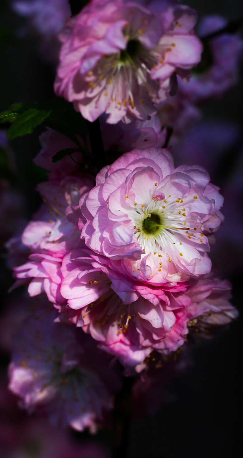 紧凑的粉红色花朵