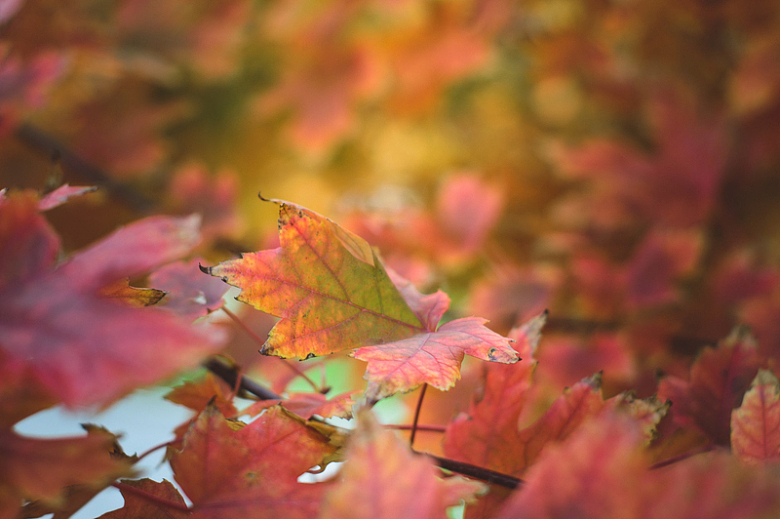 红褐色的叶子显示出秋天的色彩