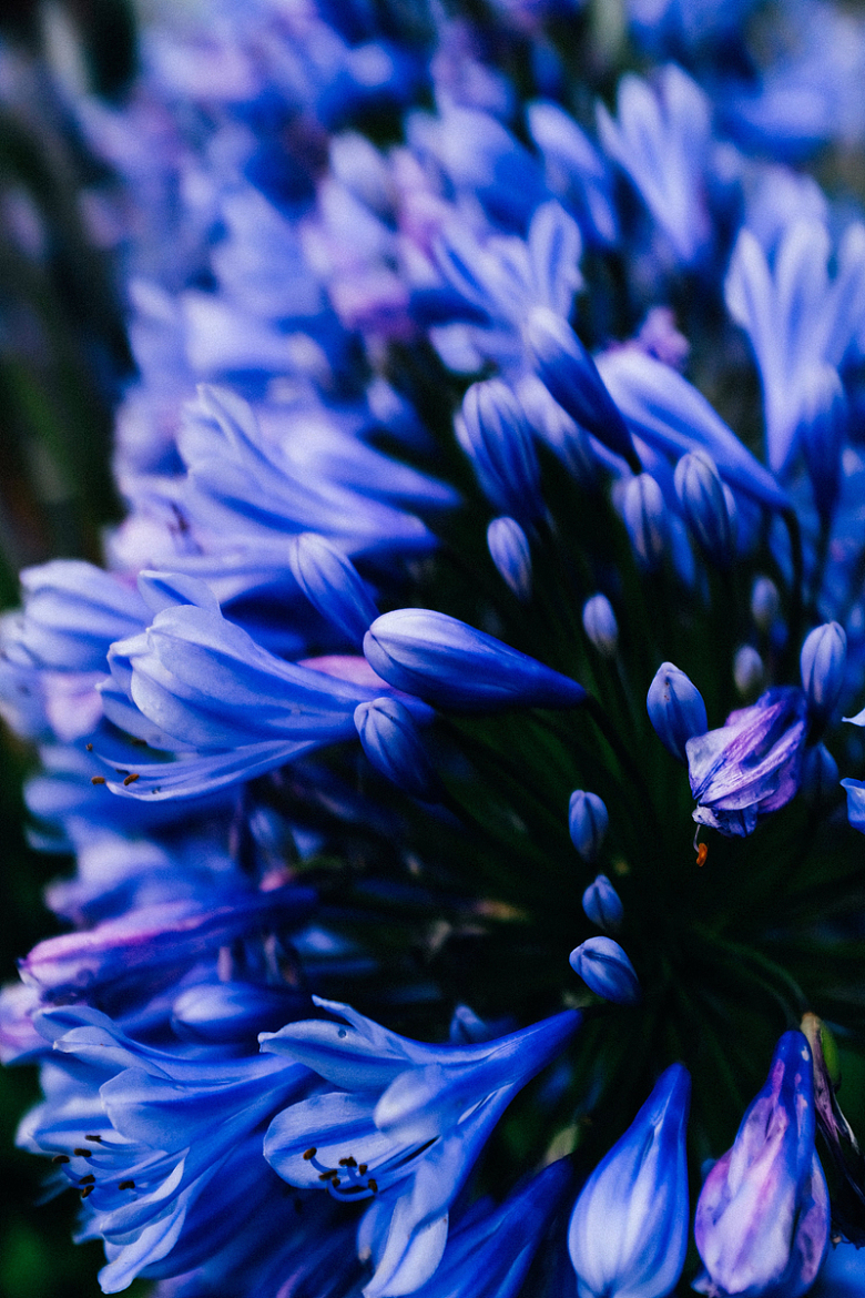 蓝紫色花朵特写