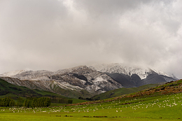 雪山下草地放羊