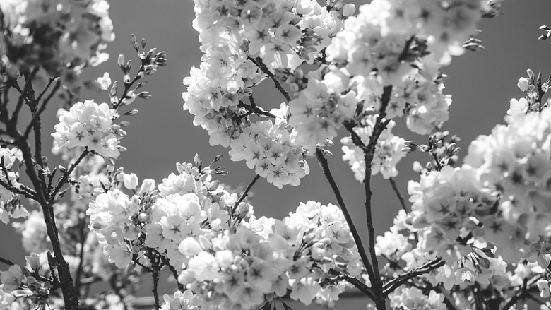 盛开的白色樱花