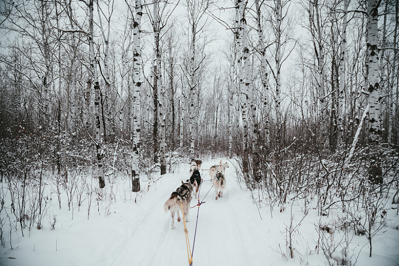 雪橇犬队在冬季白杨林中前进