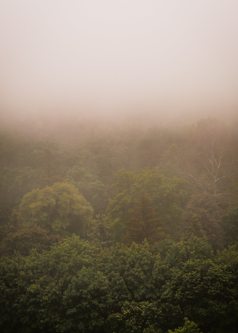 雾中绿树的景观