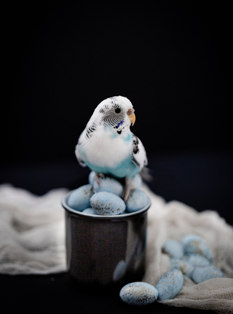 蓝色长尾小鹦鹉坐在蛋上