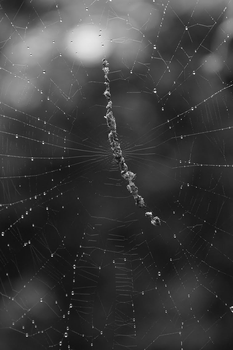 黑白色露水覆盖的蜘蛛网