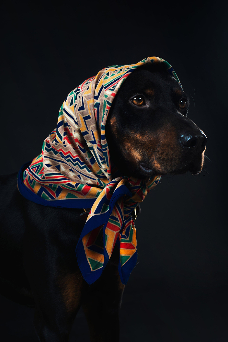 一只黑褐色的狗戴着五颜六色的头巾