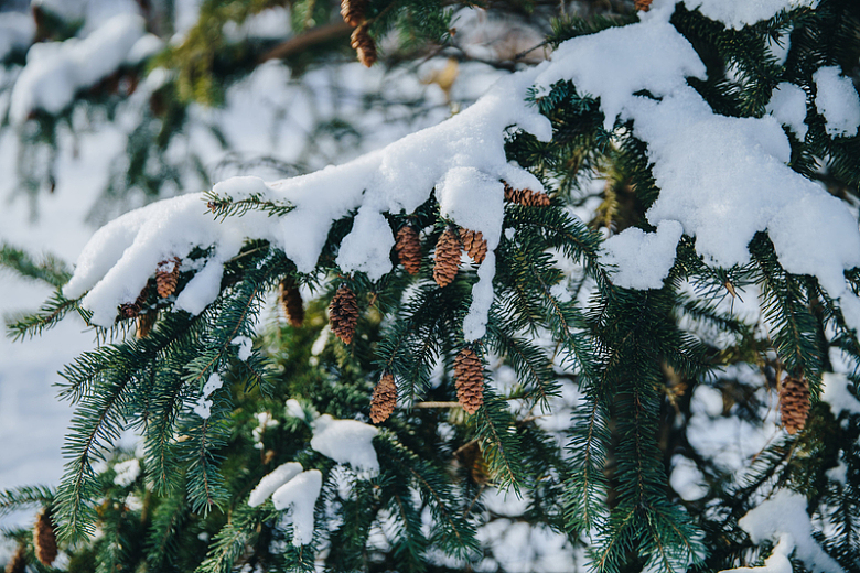 白雪皑皑的松树树枝