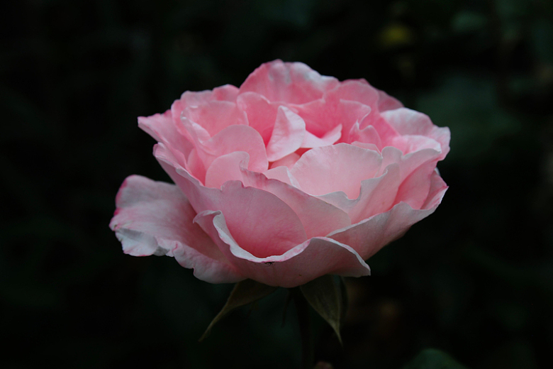 深绿色背景下的粉红色玫瑰花