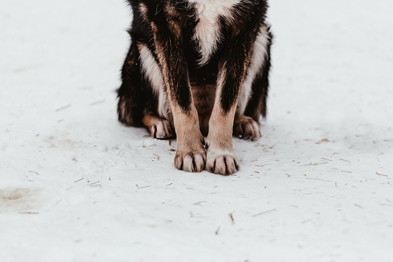雪地上雪橇犬毛茸茸的脚趾