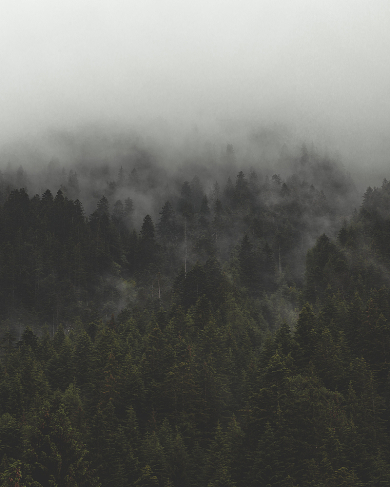 薄雾笼罩着高大的常青林