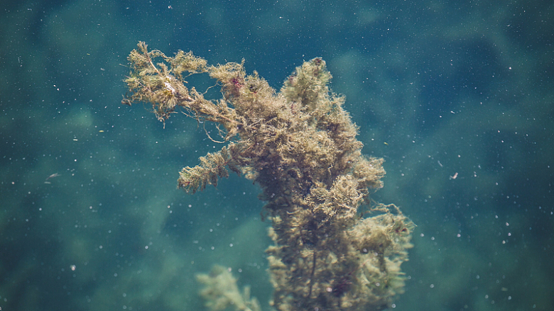 水中飘荡的海藻