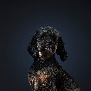灰色的贵宾犬