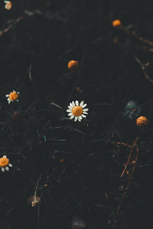 深色盛开的雏菊