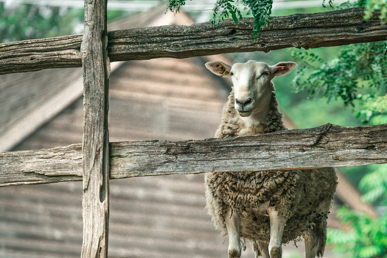 用栅栏围起来的羊