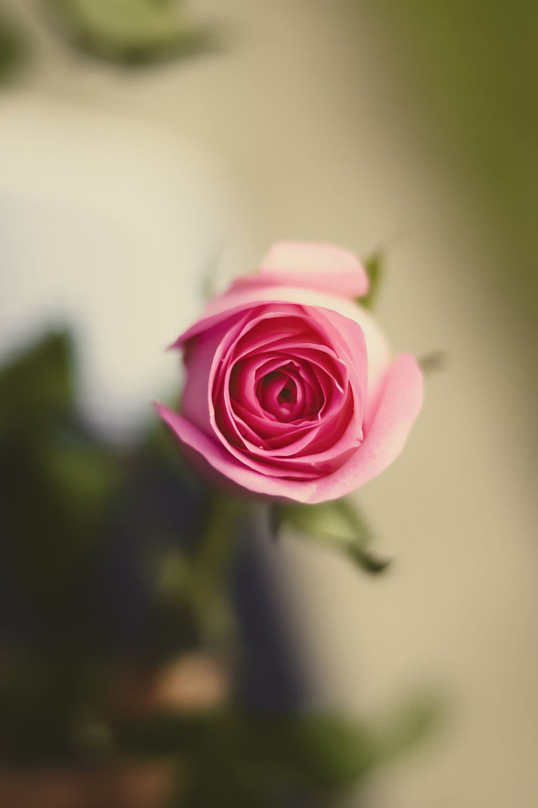 粉红色玫瑰的心
