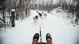 雪橇犬在白杨林中穿行
