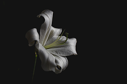 盛开的百合花